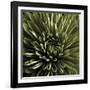Green Chrysanthemum Close Up-Tom Quartermaine-Framed Giclee Print