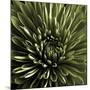 Green Chrysanthemum Close Up-Tom Quartermaine-Mounted Giclee Print