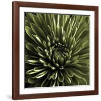 Green Chrysanthemum Close Up-Tom Quartermaine-Framed Giclee Print