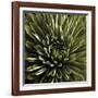 Green Chrysanthemum Close Up-Tom Quartermaine-Framed Giclee Print