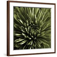 Green Chrysanthemum Close Up-Tom Quartermaine-Framed Giclee Print