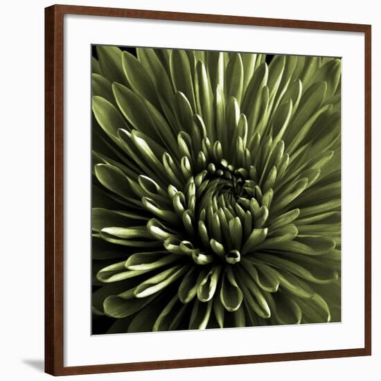 Green Chrysanthemum Close Up-Tom Quartermaine-Framed Giclee Print