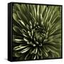 Green Chrysanthemum Close Up-Tom Quartermaine-Framed Stretched Canvas