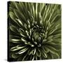 Green Chrysanthemum Close Up-Tom Quartermaine-Stretched Canvas