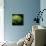 Green Chrysanthemum on Black-Tom Quartermaine-Giclee Print displayed on a wall