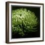 Green Chrysanthemum on Black-Tom Quartermaine-Framed Giclee Print