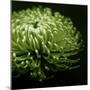 Green Chrysanthemum on Black-Tom Quartermaine-Mounted Giclee Print