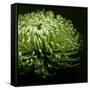 Green Chrysanthemum on Black-Tom Quartermaine-Framed Stretched Canvas