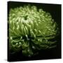 Green Chrysanthemum on Black-Tom Quartermaine-Stretched Canvas