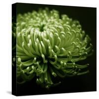 Green Chrysanthemum on Black-Tom Quartermaine-Stretched Canvas