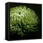 Green Chrysanthemum on Black-Tom Quartermaine-Framed Stretched Canvas