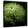 Green Chrysanthemum on Black-Tom Quartermaine-Stretched Canvas