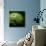 Green Chrysanthemum on Black-Tom Quartermaine-Giclee Print displayed on a wall