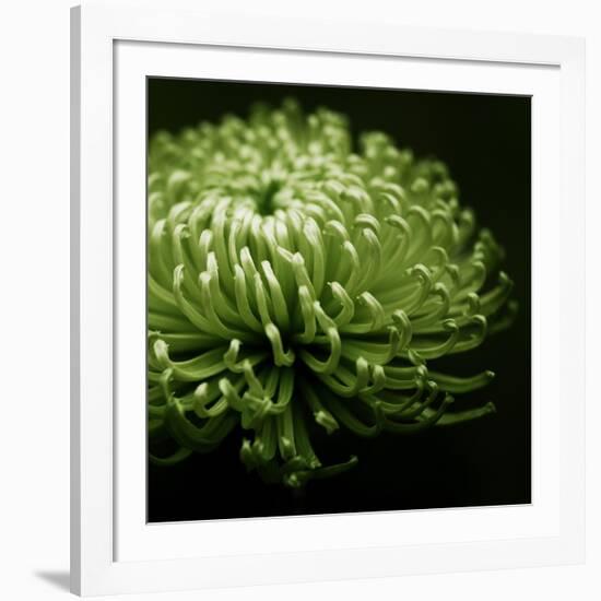 Green Chrysanthemum on Black-Tom Quartermaine-Framed Giclee Print