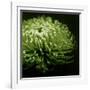 Green Chrysanthemum on Black-Tom Quartermaine-Framed Giclee Print