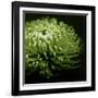 Green Chrysanthemum on Black-Tom Quartermaine-Framed Giclee Print