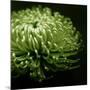 Green Chrysanthemum on Black-Tom Quartermaine-Mounted Giclee Print