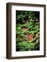 Green Climbing Ivy-Philippe Sainte-Laudy-Framed Photographic Print