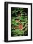 Green Climbing Ivy-Philippe Sainte-Laudy-Framed Photographic Print