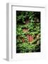 Green Climbing Ivy-Philippe Sainte-Laudy-Framed Photographic Print