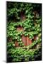 Green Climbing Ivy-Philippe Sainte-Laudy-Mounted Photographic Print