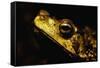 Green Climbing Toad-Paul Souders-Framed Stretched Canvas