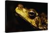 Green Climbing Toad-Paul Souders-Stretched Canvas