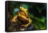 Green Climbing Toad-null-Framed Stretched Canvas