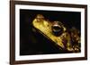 Green Climbing Toad-Paul Souders-Framed Photographic Print