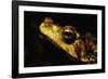 Green Climbing Toad-Paul Souders-Framed Photographic Print