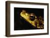 Green Climbing Toad-Paul Souders-Framed Photographic Print