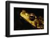 Green Climbing Toad-Paul Souders-Framed Photographic Print