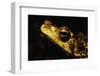 Green Climbing Toad-Paul Souders-Framed Photographic Print