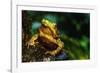 Green Climbing Toad-null-Framed Photographic Print