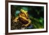 Green Climbing Toad-null-Framed Photographic Print