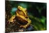 Green Climbing Toad-null-Mounted Photographic Print