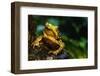 Green Climbing Toad-null-Framed Photographic Print