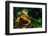 Green Climbing Toad-null-Framed Photographic Print