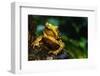 Green Climbing Toad-null-Framed Photographic Print