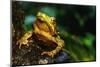 Green Climbing Toad-null-Mounted Photographic Print