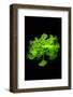 Green Color-Philippe Sainte-Laudy-Framed Photographic Print