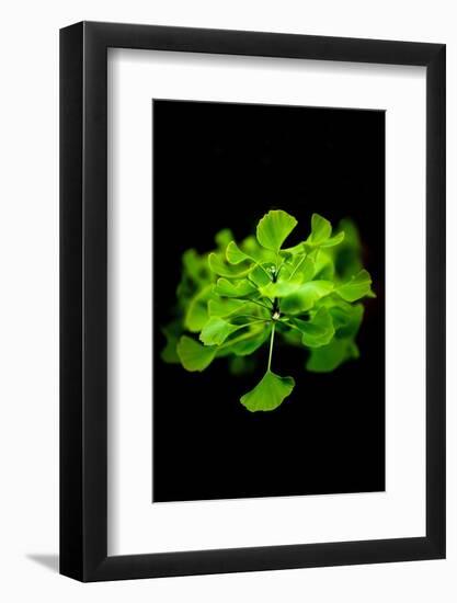 Green Color-Philippe Sainte-Laudy-Framed Photographic Print