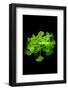 Green Color-Philippe Sainte-Laudy-Framed Photographic Print