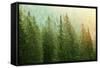 Green Coniferous Forest Lit by Sunlight-zlikovec-Framed Stretched Canvas