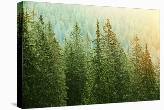 Green Coniferous Forest Lit by Sunlight-zlikovec-Stretched Canvas