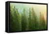 Green Coniferous Forest Lit by Sunlight-zlikovec-Framed Stretched Canvas
