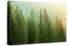 Green Coniferous Forest Lit by Sunlight-zlikovec-Stretched Canvas