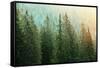 Green Coniferous Forest Lit by Sunlight-zlikovec-Framed Stretched Canvas