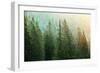 Green Coniferous Forest Lit by Sunlight-zlikovec-Framed Photographic Print