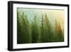 Green Coniferous Forest Lit by Sunlight-zlikovec-Framed Photographic Print